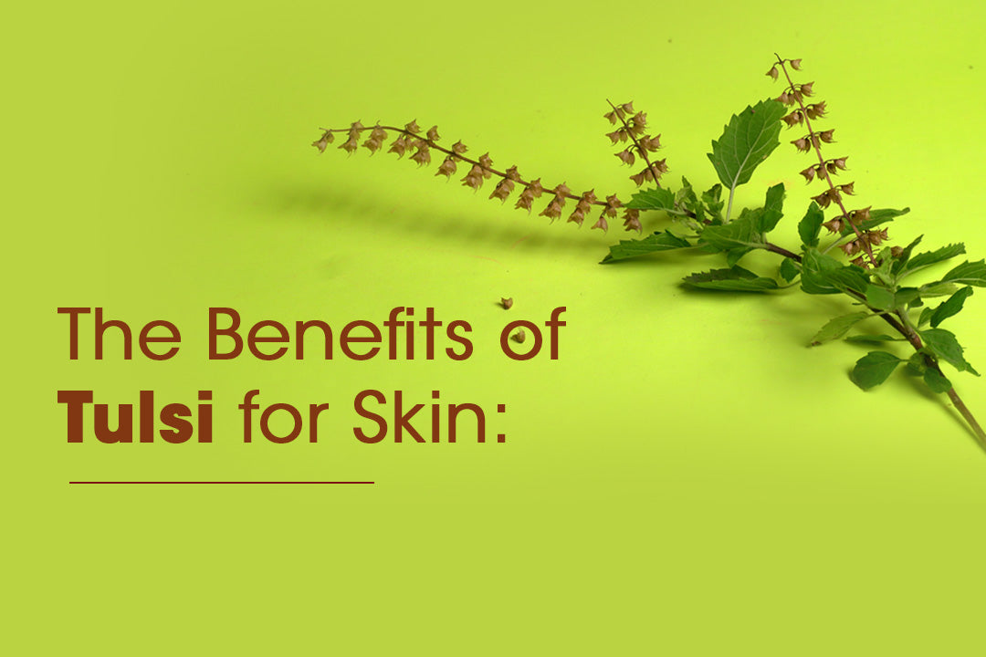 The Benefits of Tulsi for Skin: Nature's Secret for Clear Complexion