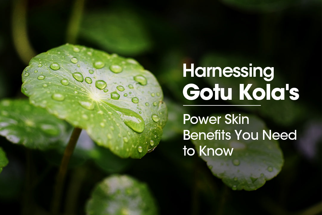 Harnessing Gotu Kola's Power: Skin Benefits You Need to Know