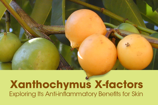 Xanthochymus X-factors: Exploring Its Anti-inflammatory Benefits for Skin