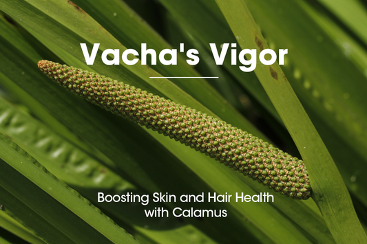 Vacha's Vigor: Boosting Skin and Hair Health with Calamus